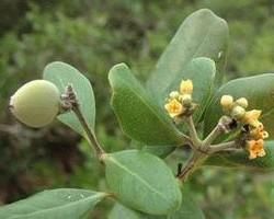 胎生植物