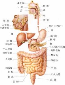 胃柿石症