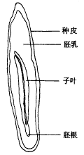 羽葉丁香