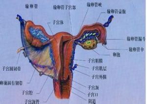 黴菌陰道炎