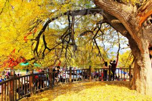 古銀杏國家森林公園