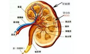 高血壓性腎病