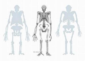 早期人類與猿類之間的進化缺失環節