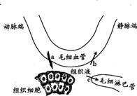 胸腺促生長素