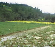 水稻土