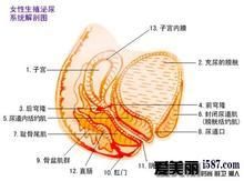 附屬檔案炎