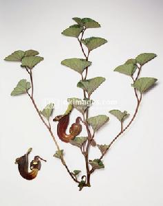 葉背有紅色葉脈