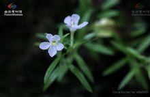 鹿茸草