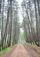 陝西橋山森林公園