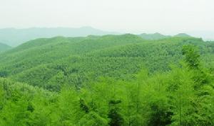 鼎峰坳