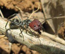 紅頭弓背蟻（Camponotus singularis）的大型工蟻