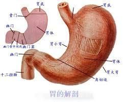 胃的解剖