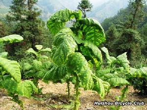 大谷運三寶之菸草