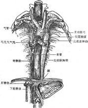 食管胸段