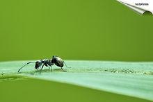 大黑蟻