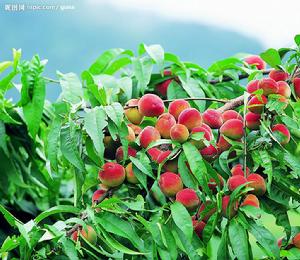 紅莊村[雲南省大理洱源縣右所鎮紅莊村]