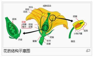 花的結構示意圖