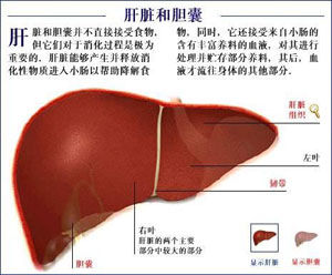 結合雌激素軟膏