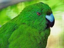純綠鸚鵡