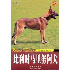 世界名犬-比利時馬里努阿犬