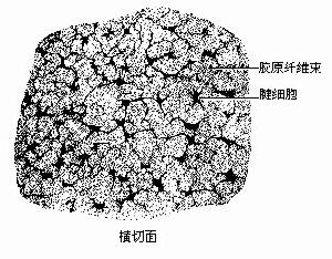 腱束膜