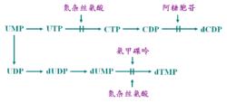 嘧啶核苷酸的生物合成