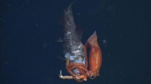 烏賊魚棗 烏賊魚棗