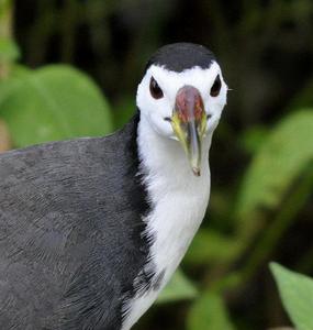 白胸苦惡鳥指名亞種