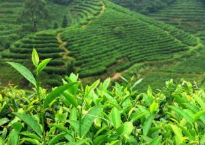 涌溪火青 茶園