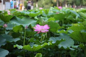 平安公園[河北石家莊市公園]