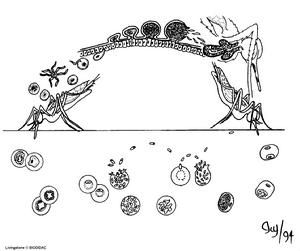 間日瘧原蟲生活史