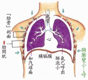 腸鳴音