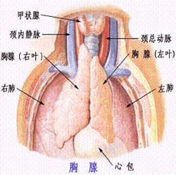 重症肌無力樣綜合症