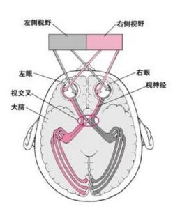 視交叉上核