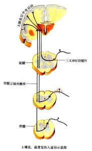 神經通路