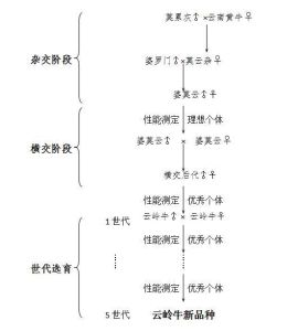 育種技術路線