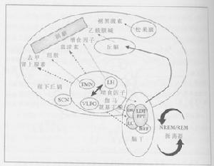 SCN調節機制