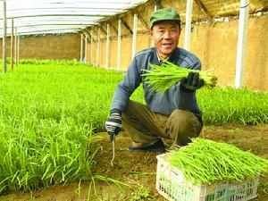 菜農豐收沼渣韭菜