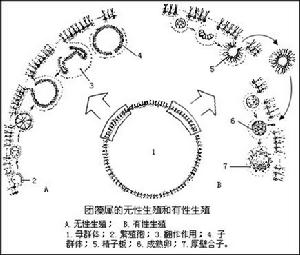 綠藻門