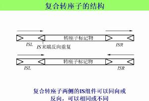 轉座子