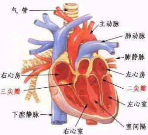 過早搏動