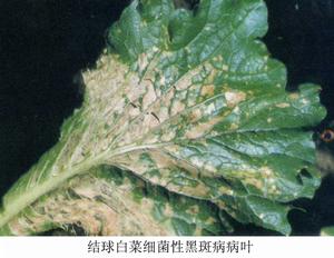 白菜類細菌性黑斑病