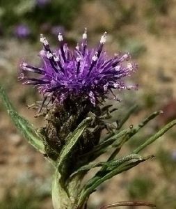 鞘基風毛菊