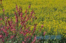 莆田涵江坪盤油菜花