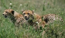 野生動物[在野外生存且無人為飼養的動物]