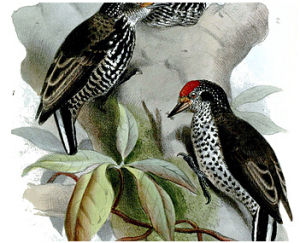 斑胸姬啄木鳥