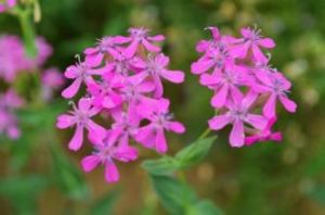 小花蠅子草