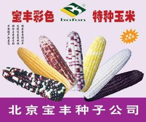 北京寶豐種子有限公司