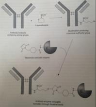 蛋白質交聯劑