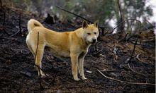 中華田園犬